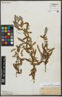 Foto von Salix alba subsp. micans (Andersson) Rech. f.